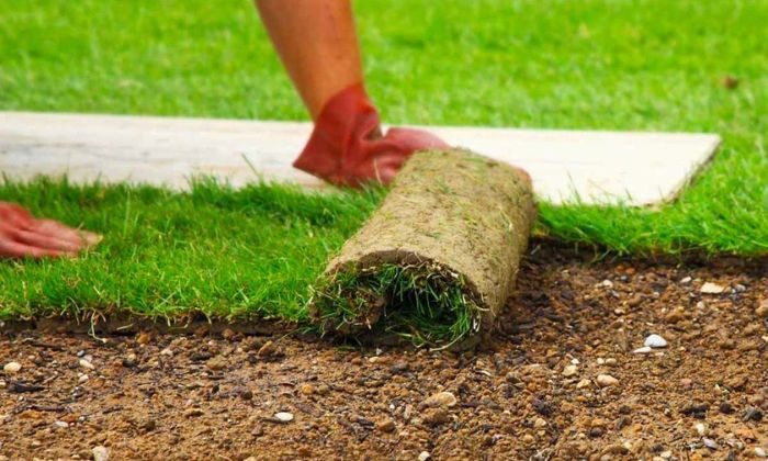 sod installation