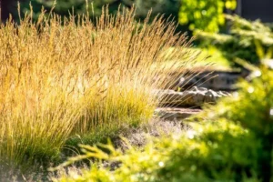 When to Cut Back Ornamental Grasses