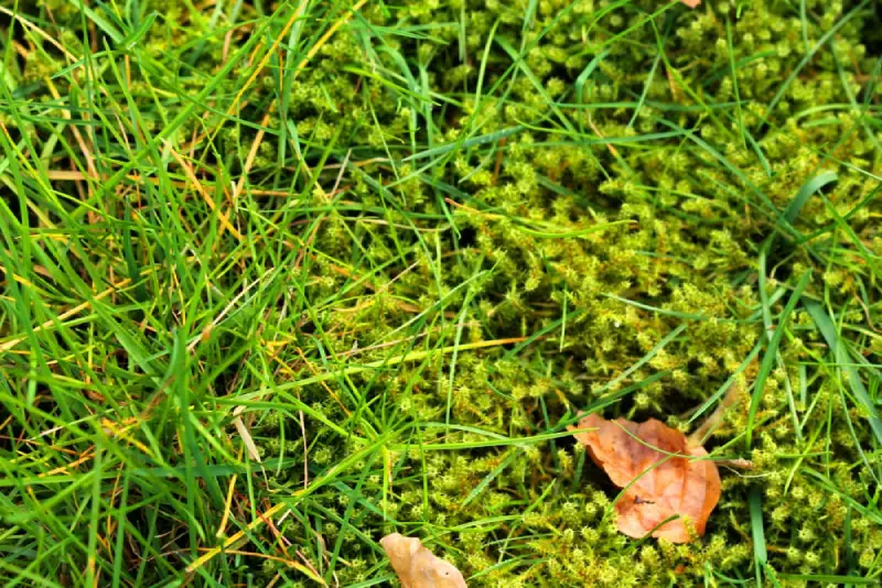 get rid of moss in lawns