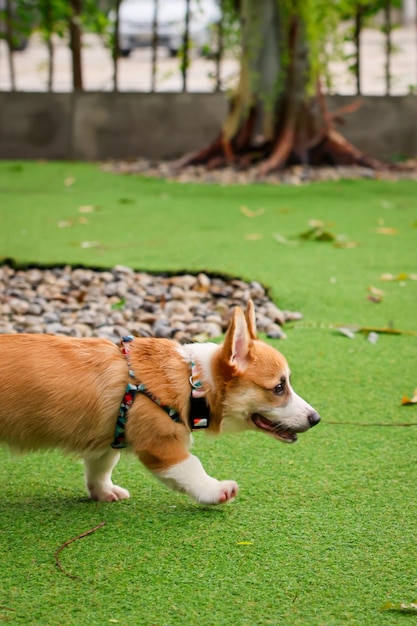 artificial grass for dogs outside