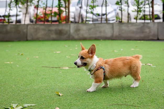 turf grass for dogs