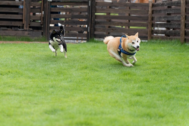 grass turf for dogs