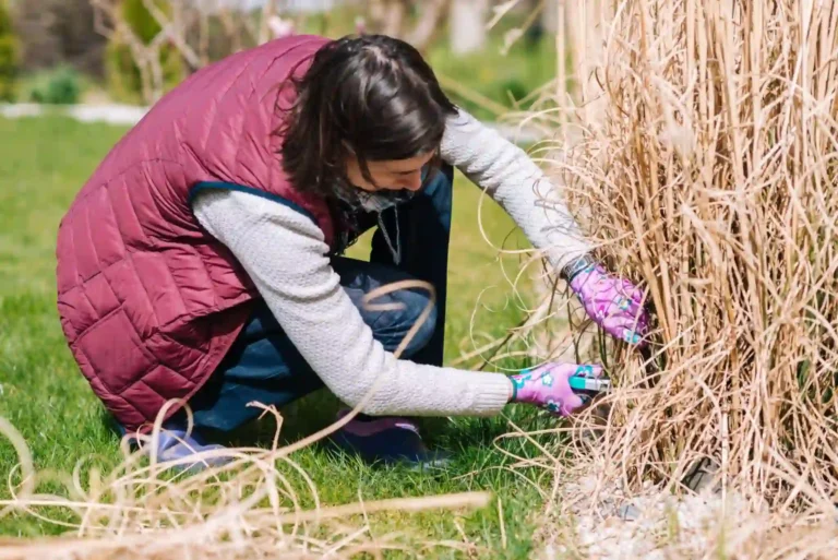 A gardener wearing gloves using pruning shears to trim ornamental grass at the base during early spring dormant season cutback — showing proper hand tool technique for ornamental grass maintenance.