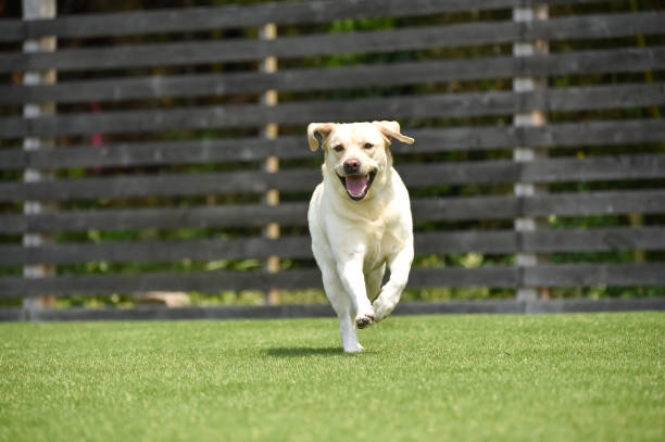 Labrador retriever playing dog run