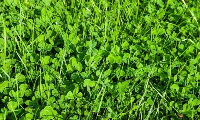 How to Get Rid of Clover in Lawn Without Chemicals