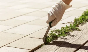How to Get Rid of Weeds Between Pavers | Easy Steps