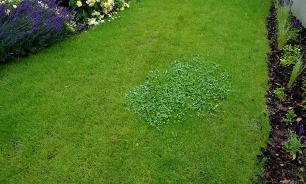 How to Get Rid of Clover in Lawn Without Chemicals