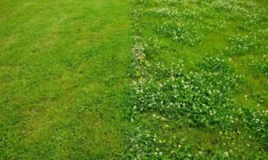 How to Get Rid of Clover in Lawn Without Chemicals