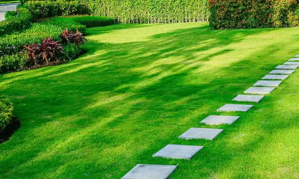 How Much Does Turf Lawn Cost? Get Price Breakdown