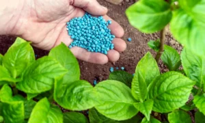 How Often Should I Fertilize My Lawn? Lawn Care Guide