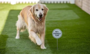 Can Dogs Pee on Artificial Turf Safely? Find Out Here