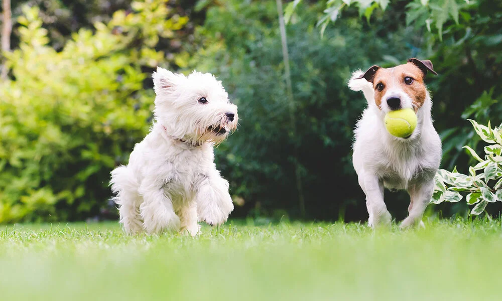 How to Keep Dogs Off Your Lawn with DIY Methods
