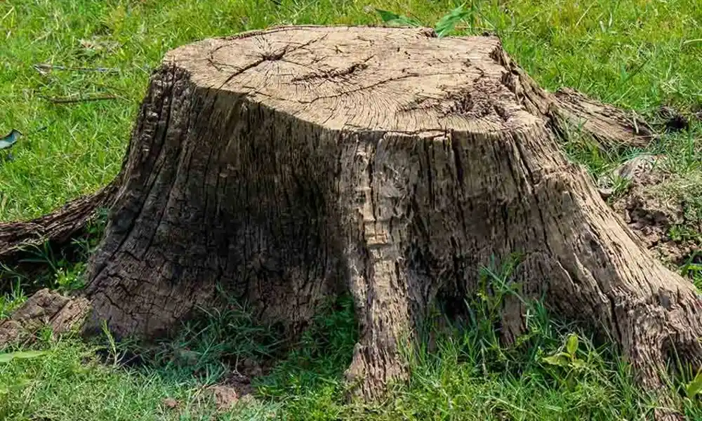 How to Get Rid of a Stump Step by Step Guide