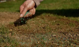How Much Does It Cost to Reseed a Lawn | Pricing Guide