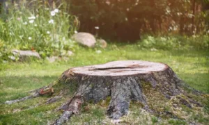 How to Get Rid of a Stump Step by Step Guide