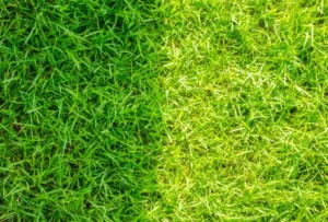 Artificial Turf vs Real Grass