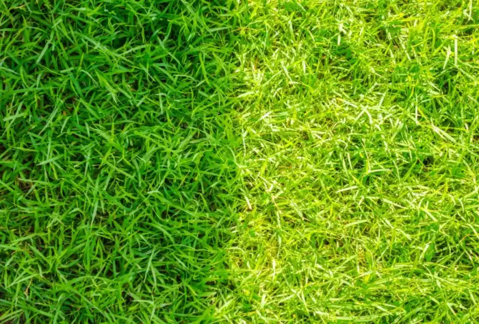Artificial Turf vs Real Grass