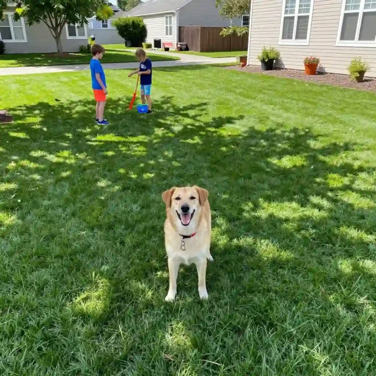 Happy dog and two kids playing on cool natural grass lawn in a shaded suburban backyard on a sunny day