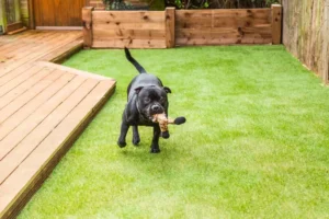 Is Artificial Turf Good for Dogs? Essential Information